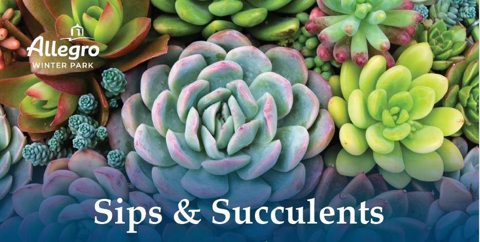 Sips & Succulents
